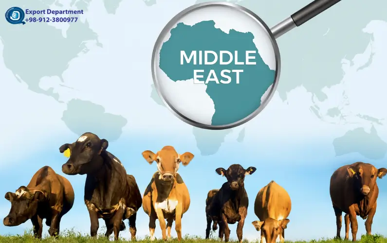 تحليل سوق الحليب ومنتجات الألبان في الشرق الأوسط ٢٠٢٦